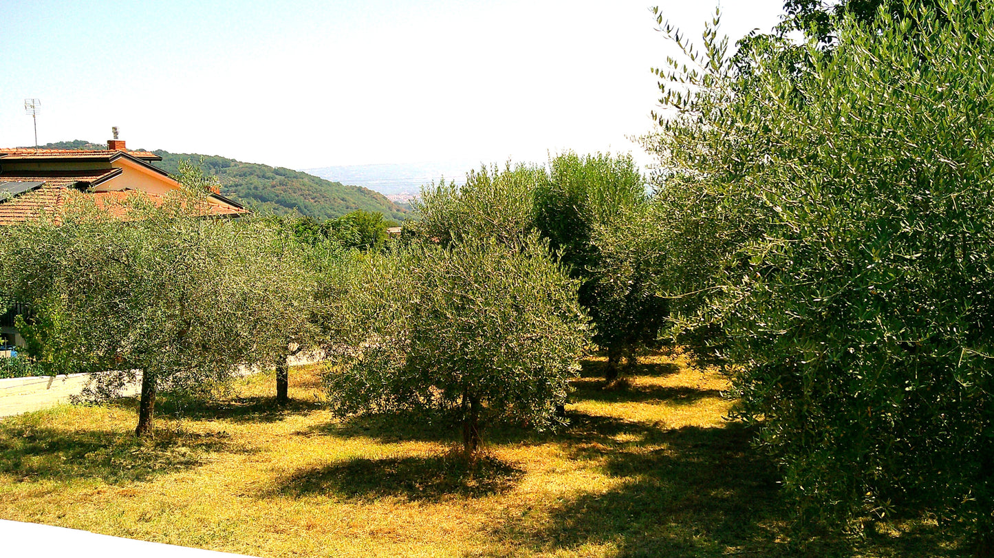 Italian Organic Extra Virgin Olive Oil - 2 Pack, 250 ml each